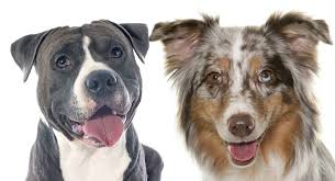 Eventually, dog fighting was banned and the breed. Australian Shepherd Pitbull Mix Everything You Need To Know