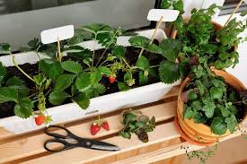Fruits Vegetables To Start Growing