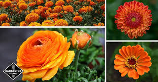 list of orange flowers to grow