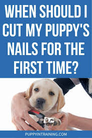 when should i cut my puppy s nails for