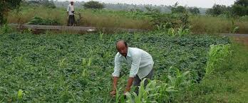 India Has The Highest Number Of Organic Farmers Globally