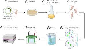 protein engineering