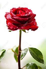 Wunderschöne rose