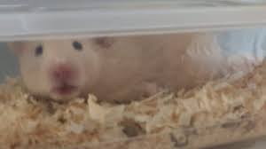 hamsters found stuffed in takeaway