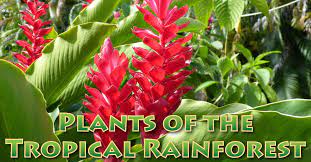 plants in the tropical rainforest
