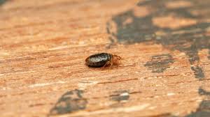 How To Find Bed Bugs During The Daytime