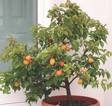 Patio Fruit Pruning Gardening