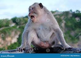 Кричащая обезьяна на фоне леса на фоне Ubudbali Indonesiaanimal Стоковое  Фото - изображение насчитывающей индонесия, млекопитающее: 201236798