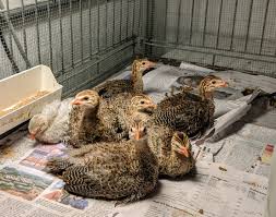 This call is nothing like the. Raising Guinea Fowl At My Farm The Martha Stewart Blog