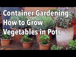 Container Gardening Top Tips For