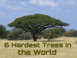 6 hardest trees in the world with