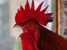 Ini Alasan Ilmiah Ayam Jantan Berkokok Setiap Pagi : Okezone techno