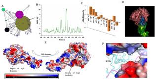 An exploration of the SARS-CoV-2 spike receptor binding domain (RBD) – a  complex palette of evolutionary and structural features | bioRxiv