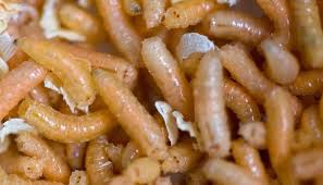 the mystery behind maggots on ceiling