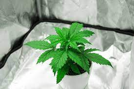 Marijuana flowering stage lighting is super important; Understanding The Cannabis Light Cycle To Improve Yield Ganjapreneur