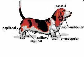 swollen inguinal lymph nodes in dogs