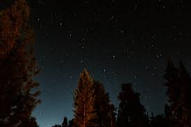starry night sky above trees free