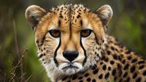 cheetah s face in the wild background