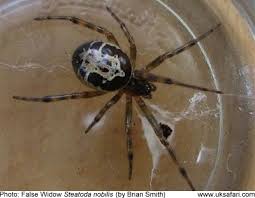 le false widow spiders steatoda