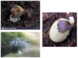 How to Hatch Snail Eggs Successfully in Snail Rearing