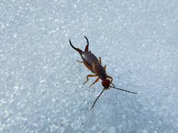 earwigs and other florida fall pests