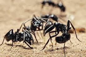 queenless ants stock image c015