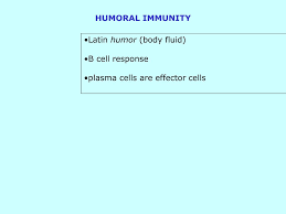 Humoral Immunity Flow Chart Diagram Nationalphlebotomycollege