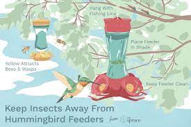 How to Keep Bees Away From Hummingbird Feeders Naturally