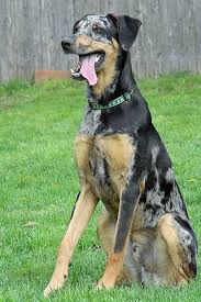 The german shepherd doberman mix's coat can vary slightly depending on which of their parents characteristics are the strongest. 15 Adorable Doberman Mixes Black Brown And Awesome All Over