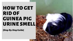 guinea pig urine smell step
