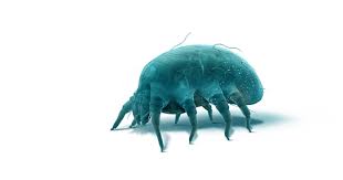what are dust mites