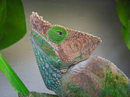 A variety of organizations and individuals have contributed photographs to calphotos. O Shaughnessy S Chameleon Wikipedia