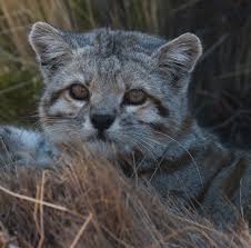 Its home range is huge, covering the high elevations from central peru, through bolivia, straddling eastern chile and stretching into the northern patagonia region of argentina. Learn More About The Andean Cat Wildlife Conservation Network