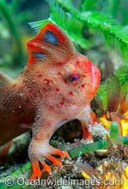 310 Best Weird Fish ideas | underwater creatures, deep sea ugly fish, beautiful sea creatures
