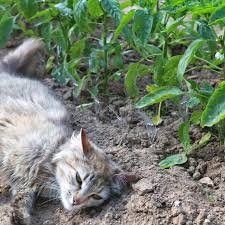 keep cats away from the garden with