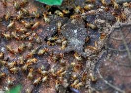 How To Get Rid Of Termites Naturally