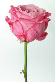 Image result for images of rose hd.