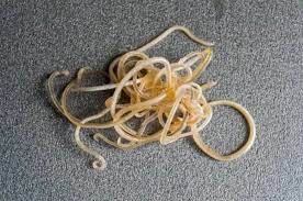 roundworms in dogs causes symptoms