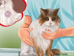 An abscess is the only common explanation for a large lump that comes up quickly on a cat, especially if it's sore to touch. 3 Ways To Identify Lumps On Your Cat Wikihow