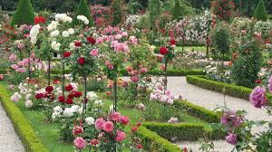 Rosen: Pflanzen, Pflege, Krankheiten - Mein schöner Garten