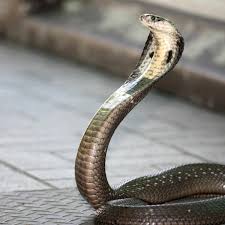 awesome facts about king cobra snakes