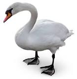 what-are-swans-feet-called