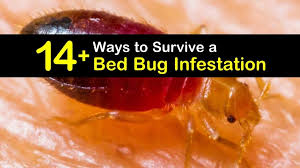 14 Ways To Survive A Bed Bug Infestation
