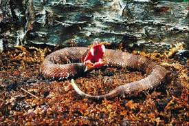 copperhead water moccasin