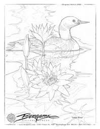 36+ loon coloring pages for printing and coloring. Loon Coloring Page 99 Degree