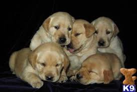 Find great deals on ebay for puppies for sale golden retriever. Pin On Golden Retrievers Puppies For Sale