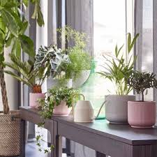 Best Places To For Indoor Planters