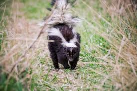 how to get rid of skunk smell this