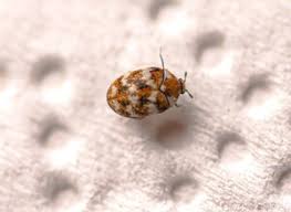 carpet beetle problem bugs gone pest