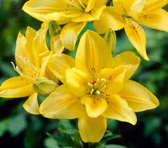 Check spelling or type a new query. Bloom Times For Lilies